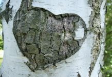 Березовый сок может быть опасен: два предупреждения от диетолога