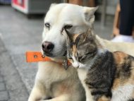 Домашняя собака взяла под опеку бродячего кота — и теперь они неразлучны