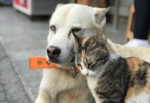 Домашняя собака взяла под опеку бродячего кота — и теперь они неразлучны