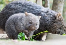 Как выглядит детеныш вомбата. Подсказка: очень мило