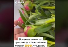 Нераспустившиеся цветы можно поставить в газировку — результат удивит