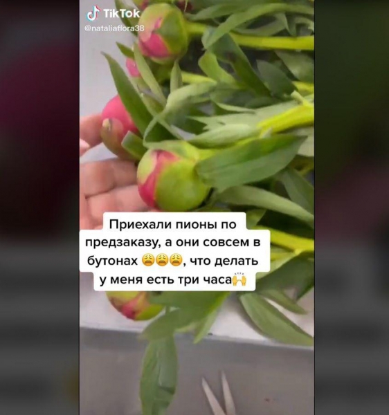 Нераспустившиеся цветы можно поставить в газировку — результат удивит