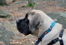 Самый большой бесхозный пес весит как слоненок и не может найти дом