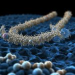 Для чего организму нужны пептиды?