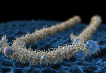 Для чего организму нужны пептиды?