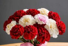 С какими цветами можно сочетать гвоздики в букете
