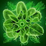 Для чего в организме хлорофилл?