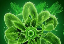 Для чего в организме хлорофилл?