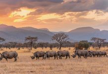 5 причин купить туры в Кению