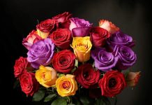 Вторая жизнь розы: выращиваем цветок из подаренного букета