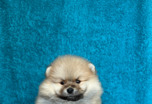 Особенности ухода за щенками породы шпиц