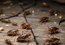 Особенности обработки от тараканов в жилых помещениях