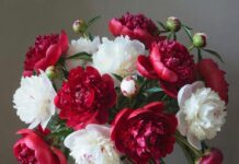 Букеты пионов: изысканная красота и символика весны